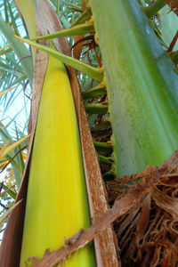 Low angle view of tree