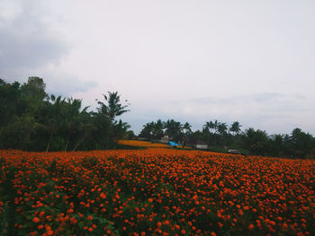 Scenic view of flowering plants and trees on field against sky