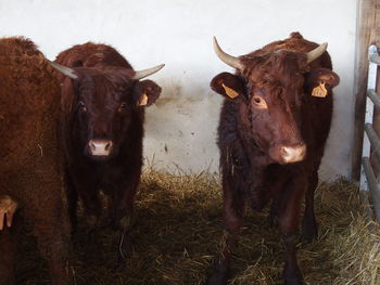 Cows in pasture