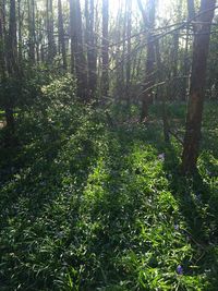 Trees in forest