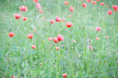 Close-up of red poppy flowers growing on field