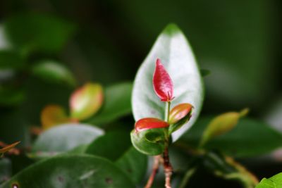 Close-up of red flowers