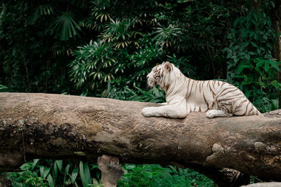 Side view of white tiger sitting on fallen tree in forest