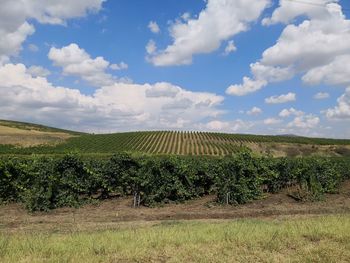 Scenic view of agricultural field against sky