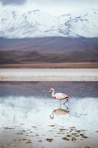 View of birds on lake during winter