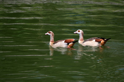 View of ducks in lake