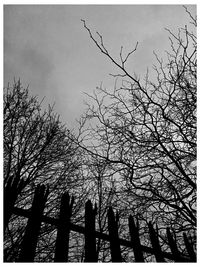 Low angle view of bare tree against sky