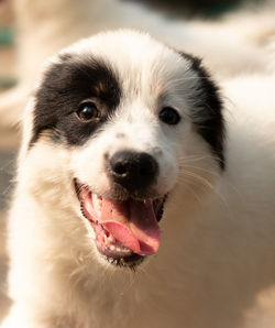 Close-up portrait of dog