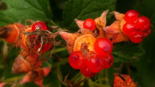 Close-up of red flowers