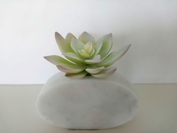 Close-up of potted plant on table against white background