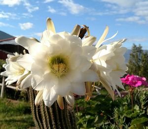 Close-up of white flowers blooming against sky