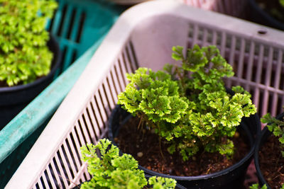 High angle view of potted plant