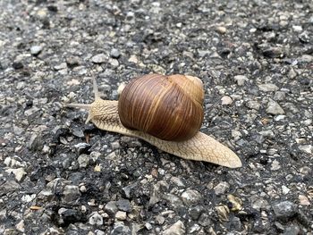 Close-up of snail on ground