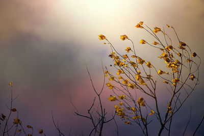 Plant against sky during sunset