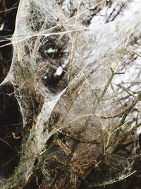 Close-up of spider web on plant