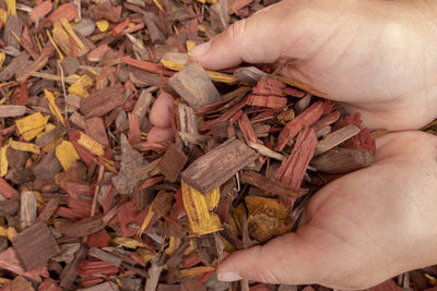 High angle view of person holding dry leaves