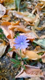 Close-up of purple flowers