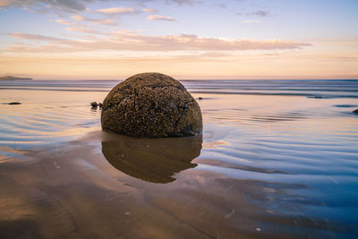 Driftwood on beach against sea during sunset