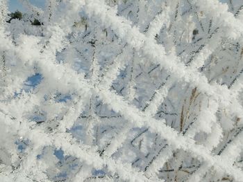 Full frame shot of snow covered tree