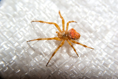 Close-up of spider