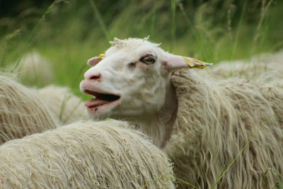Close-up of a sheep on a field