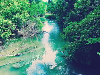 Scenic view of river in forest