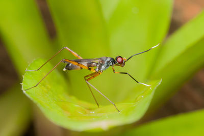 Close-up of insect on plant