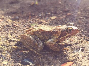 Close-up of lizard