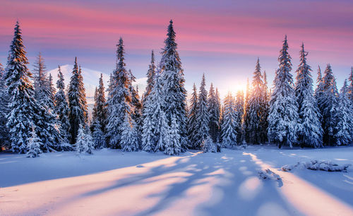 Purple sky. majestic landscape with forest at winter time. scenery background.