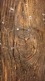 Full frame shot of tree trunk