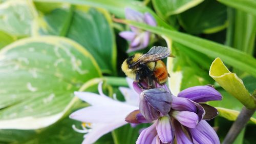Close-up of insect on purple flower