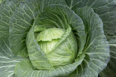 Close-up of green leaf in garden