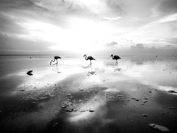 Flamingoes on shore at beach against sky
