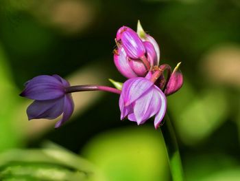 Close-up of pink rose flower