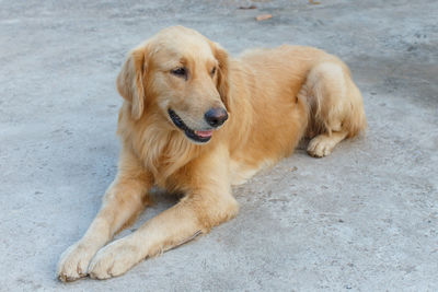 High angle view of golden retriever relaxing on footpath