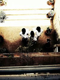 Plants growing in the wall