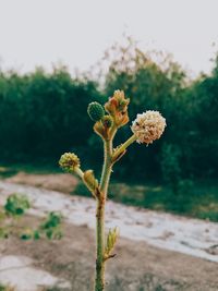 Close-up of flowers against blurred background