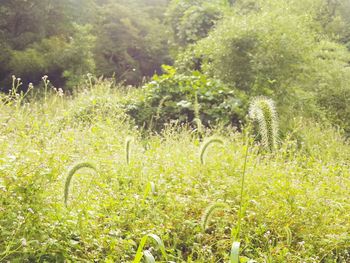Close-up of plants against trees