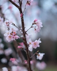 Pink flowers blooming in park