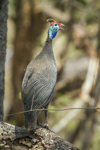 Close-up of guinea fowl