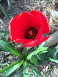 Close-up of red rose