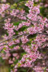 Close-up of pink cherry blossoms in spring