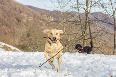 Dog standing on snow covered land