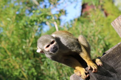 Close-up of monkey on tree