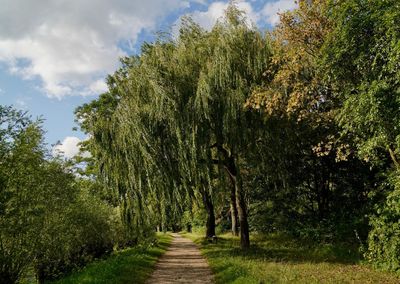 Footpath amidst trees in forest against sky