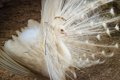 Close-up of a peacock