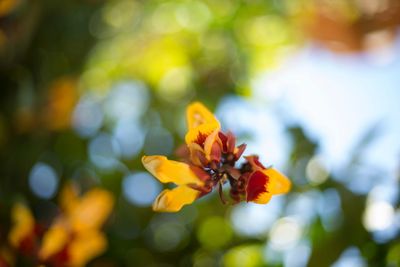 Close-up of bee on yellow flower blooming outdoors