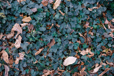 Full frame shot of dry leaves
