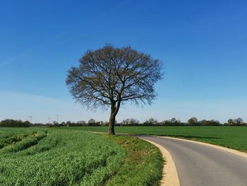 Tree on field by road against sky