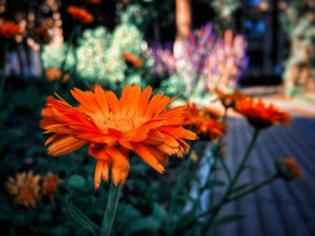 Close-up of orange flowering plant